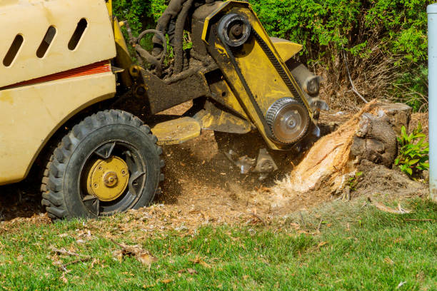 Best Tree Removal Near Me  in USA